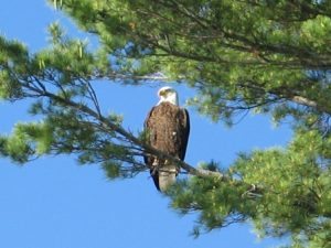 Eagle seen birdwatching at Pine Ridge Resort